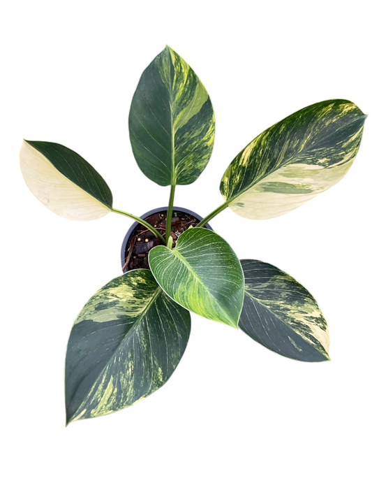 Philodendron Birkin Aurea Variegata