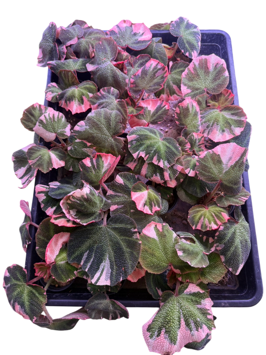 Begonia Soli Mutata Variegated Set of 10 Plants