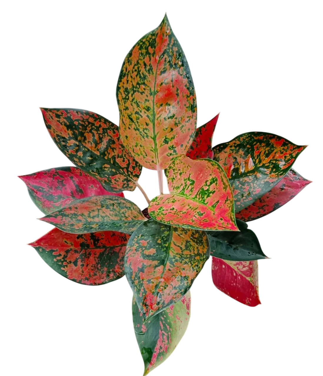 Aglaonema Kochin (Cochin) Orange– Wholesale Set of 10 Plants