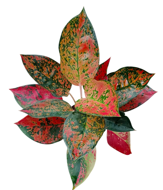 Aglaonema Kochin (Cochin) Orange– Wholesale Set of 10 Plants