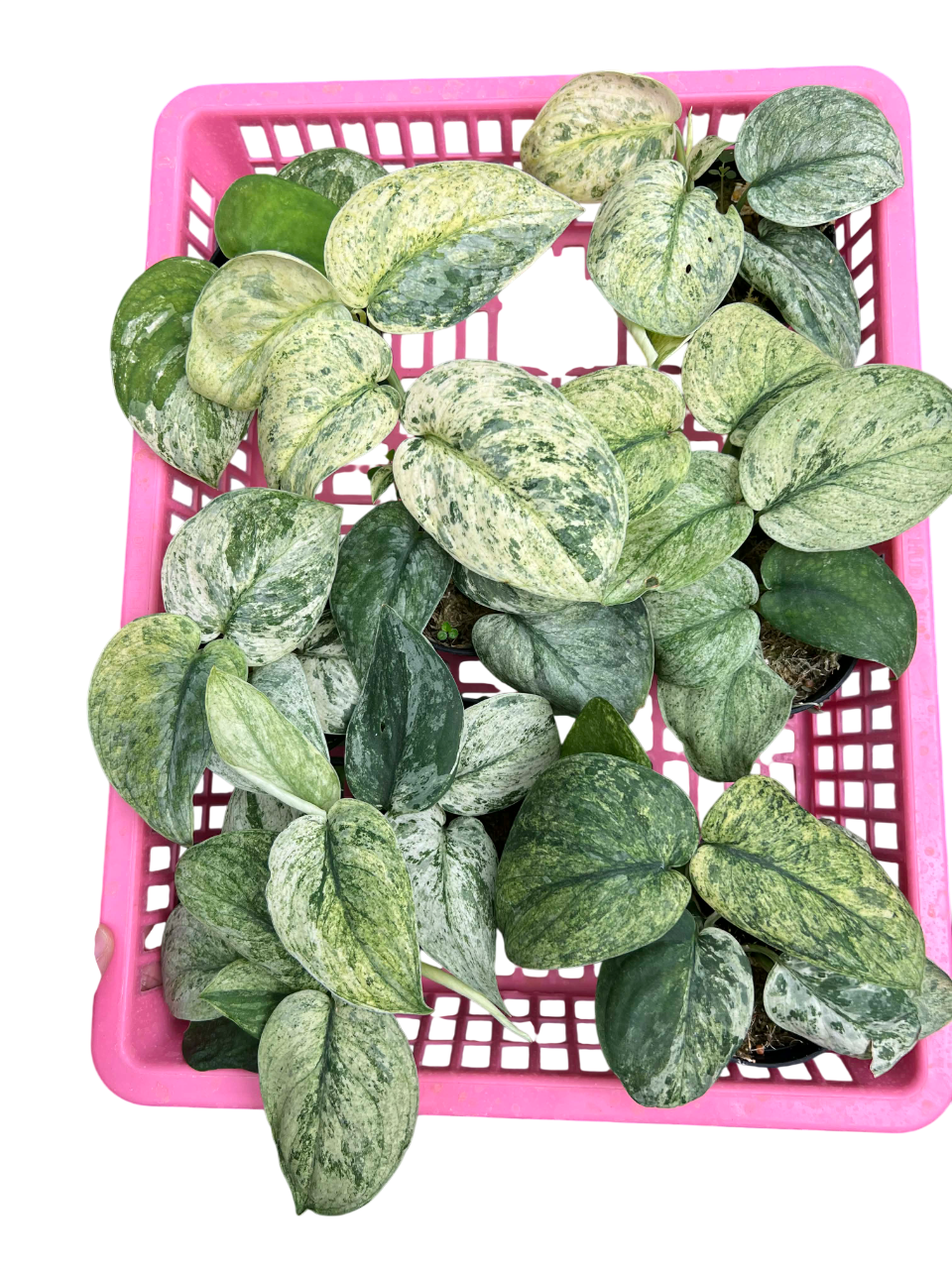 Scindapsus Silver dark clound -Set of 5 plants