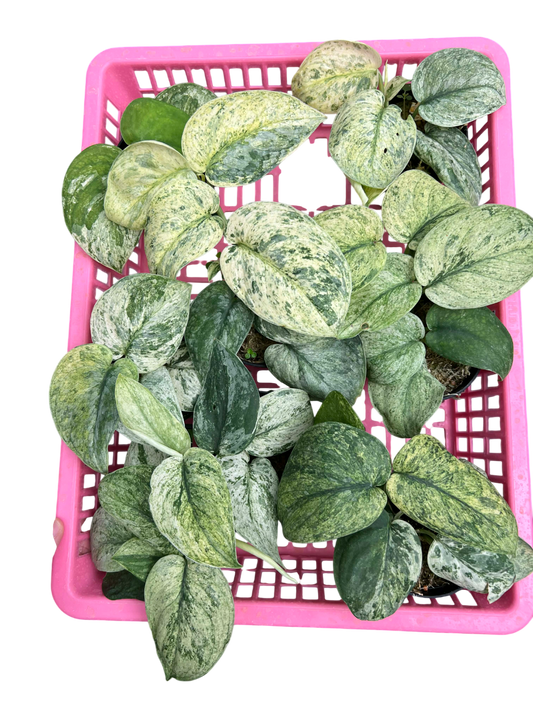 Scindapsus Silver dark clound -Set of 5 plants