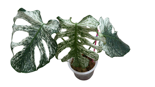 MONSTERA Deliciosa “DEVIL MONSTER”