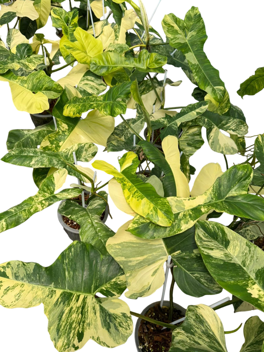 Philodendron Floridabeauty x Paraiso