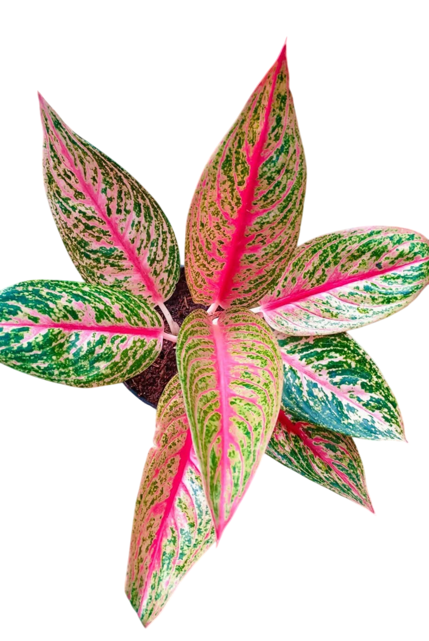 Aglaonema “Pink Legacy” Set of 10 Plants