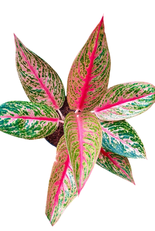 Aglaonema “Pink Legacy” Set of 10 Plants