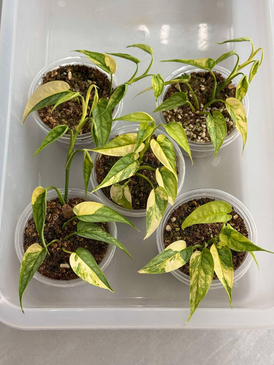 Monstera Siltepecana aurea variegated. Set of 5 plants