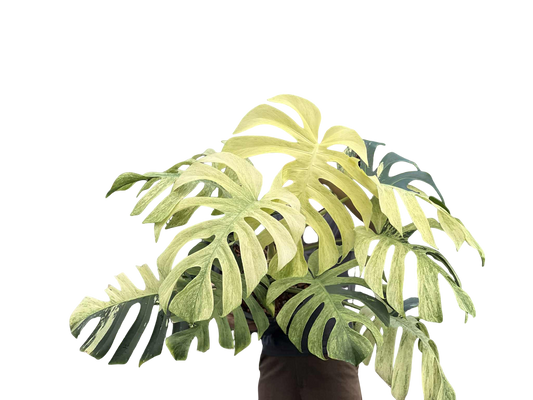 Monstera Borsigiana Mint Big Mature Whole Plant