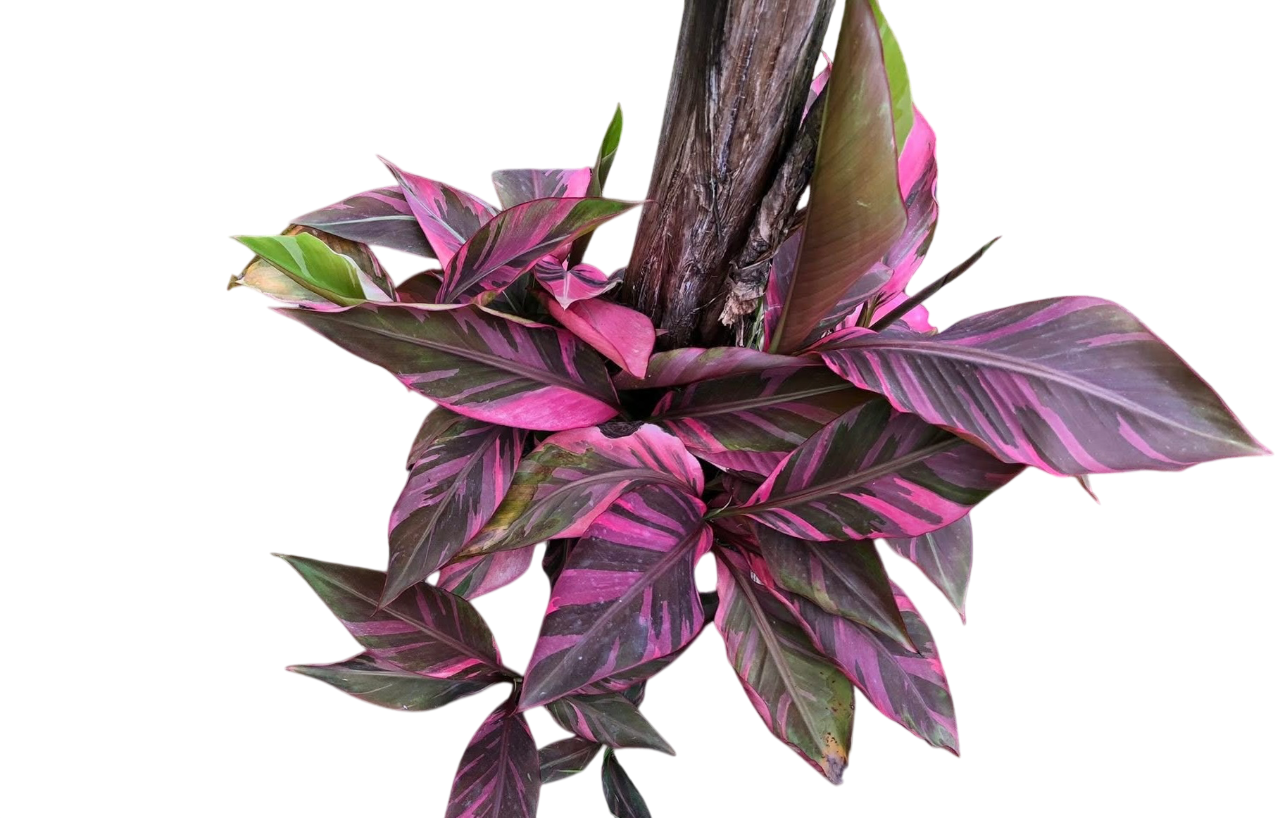 Musa Banana Pink Variegated “Nono” – Plant Tissue Culture (Wholesale) Set of 50 Plants