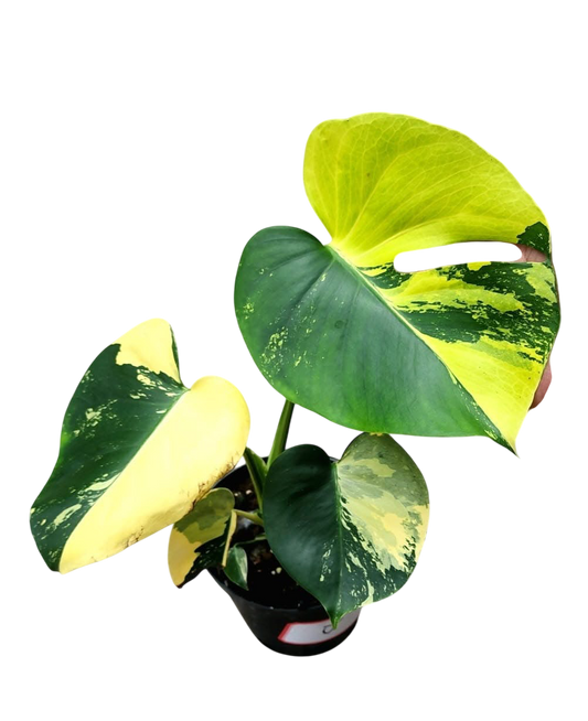 Monstera Deliciosa “Pom Pom”