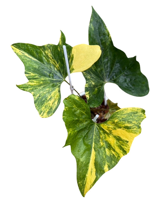 Anthurium Pterodactyl var.