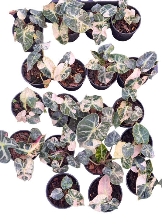 Alocasia Heart Balloon Pink Variegated (Set of 5)