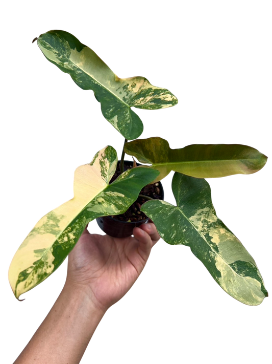 Florida Beauty x Black Billietiae