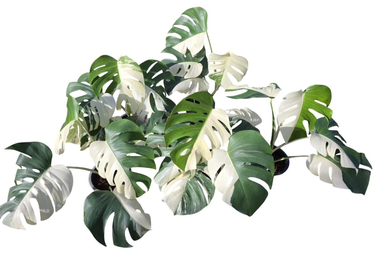 Monstera Borsigiana Albo half moon Variegated(medium ) - Set of 5 Plants