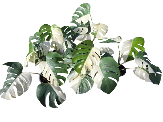 Monstera Borsigiana Albo half moon Variegated(medium ) - Set of 5 Plants