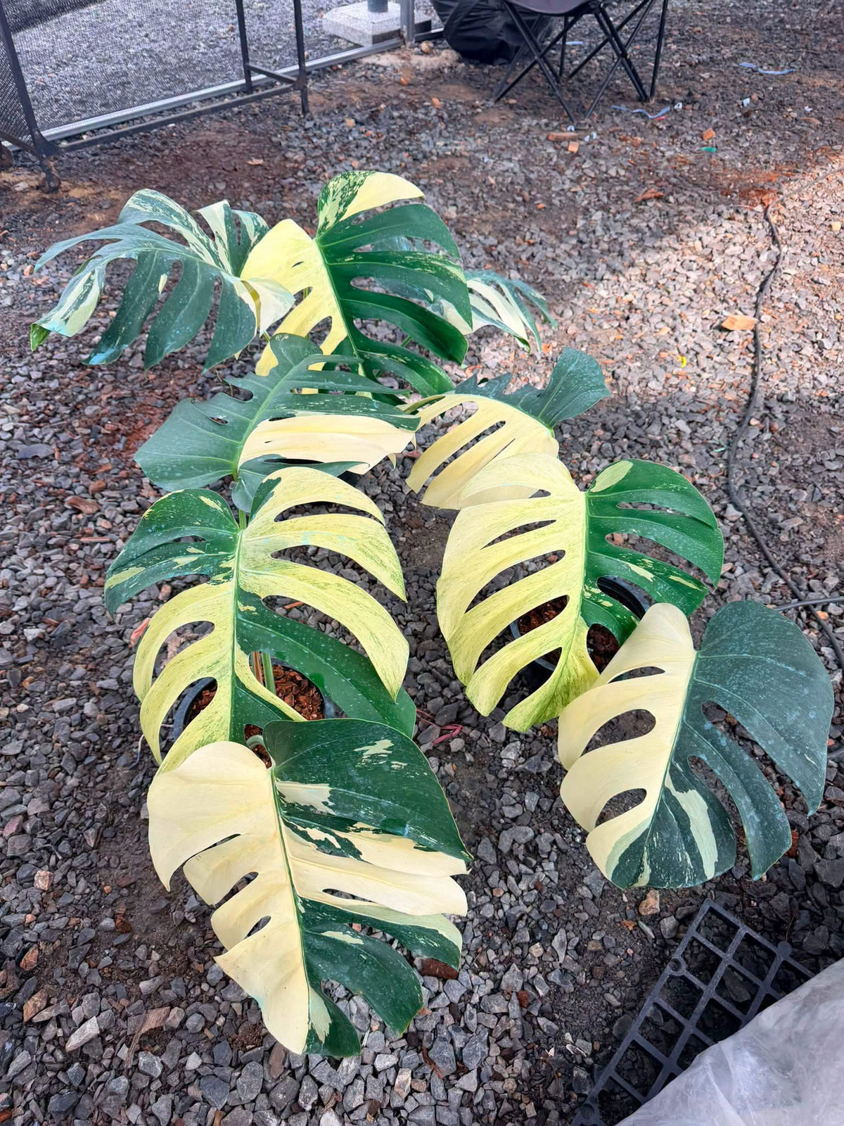 Monstera Borsigiana Mint NOID - Wholesale of 5 Plants