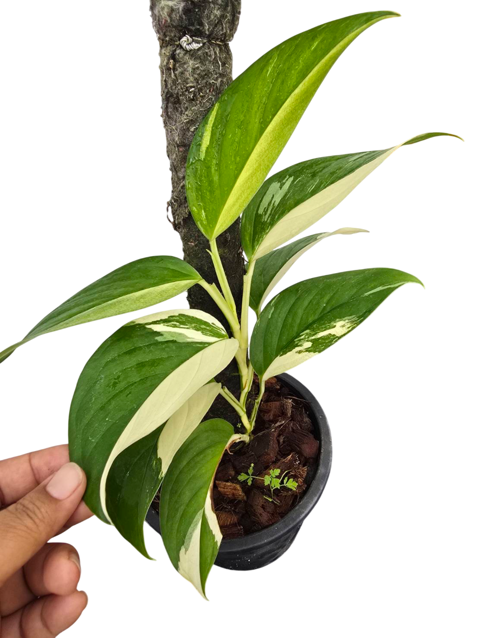 Monstera Acacoyaguensis Variegated – Set of 5 Rare Plants