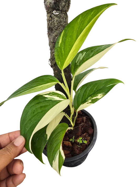 Monstera Acacoyaguensis Variegated – Set of 5 Rare Plants