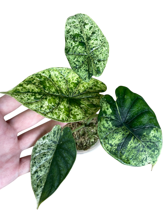 Alocasia Dragon Scale Mint Marble Variegated