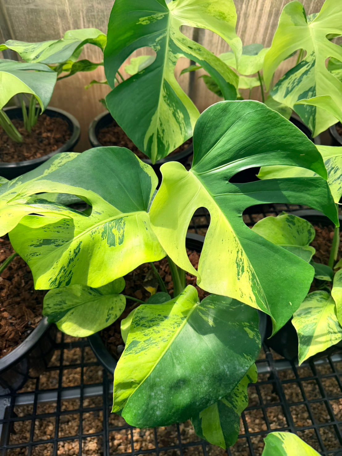 Monstera Deliciosa “Light Lime”