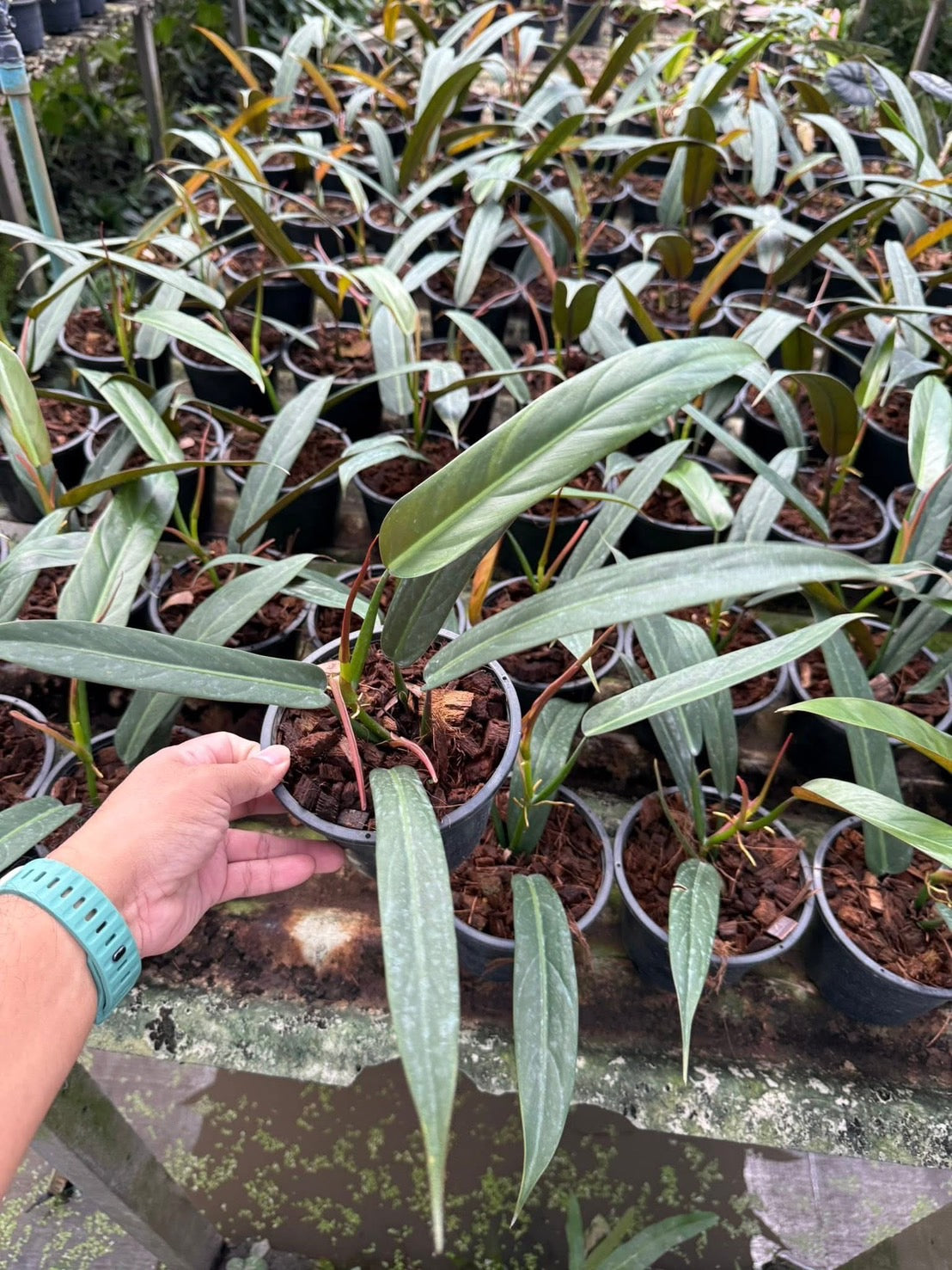 Philodendron Bi color-Set of 10 plants