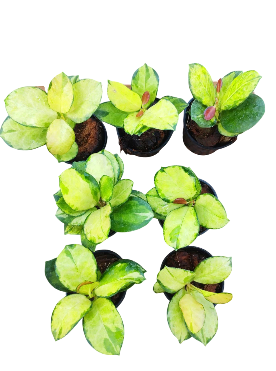 Hoya lisa - Wholesale Bundle (Set of 10 Plants)