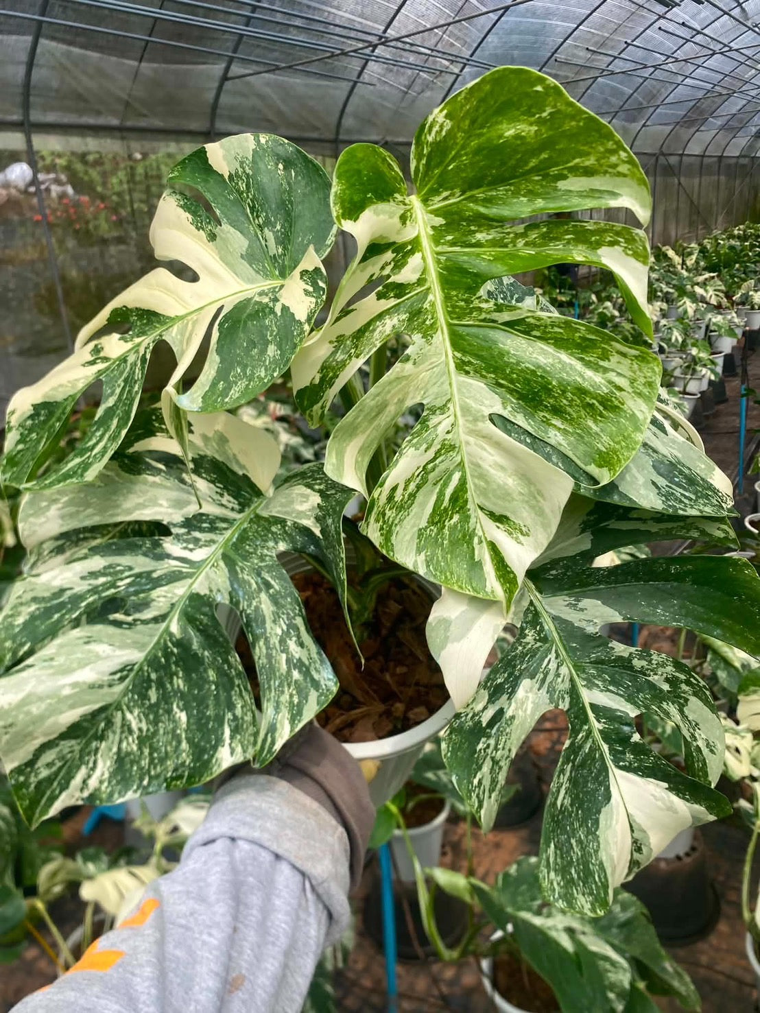 Monstera borsigiana ‘Albo Tiger’ Variegated – Set of 10 Plants