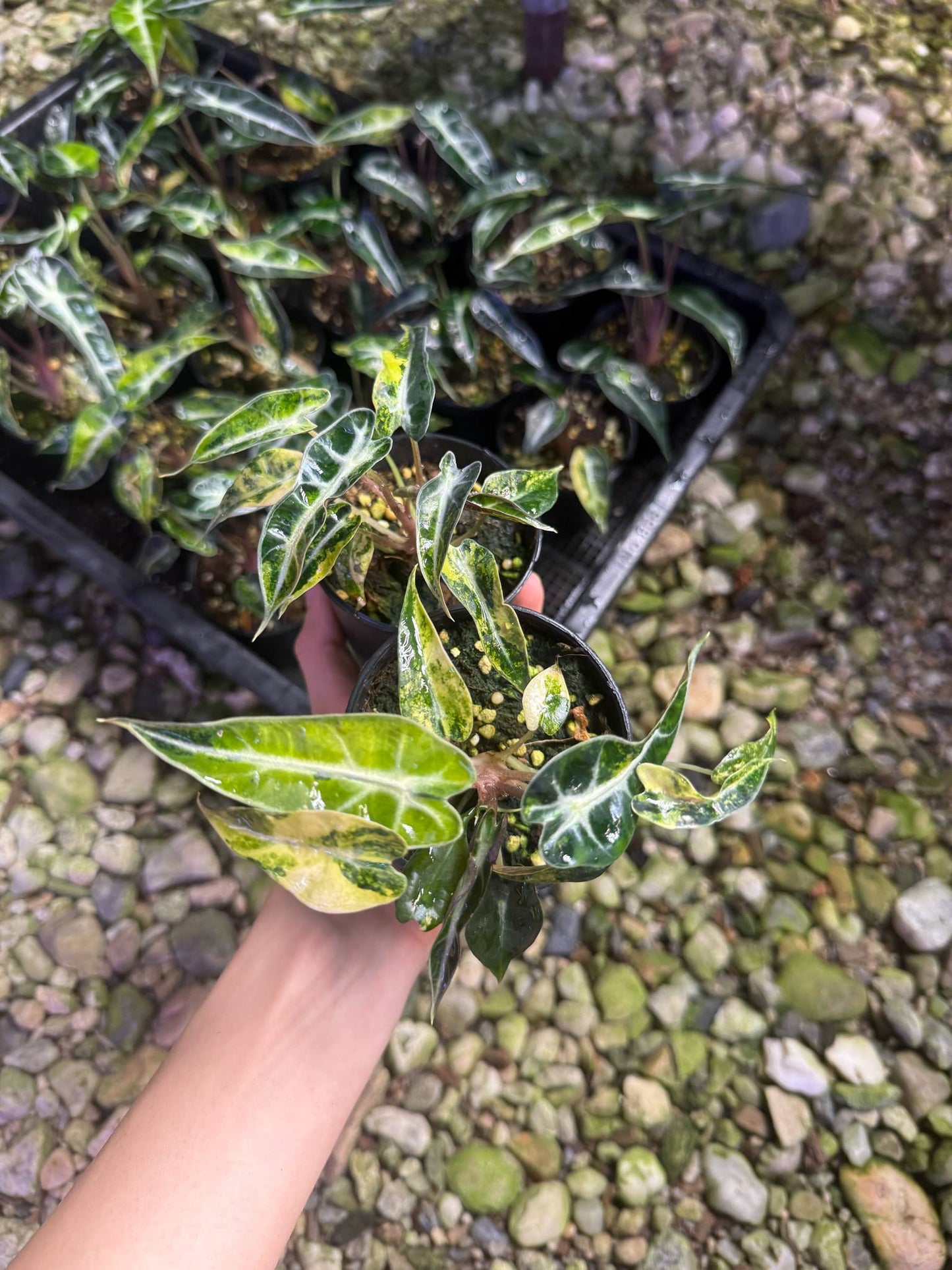 Alocasia bambino aurea var. set 10 plants