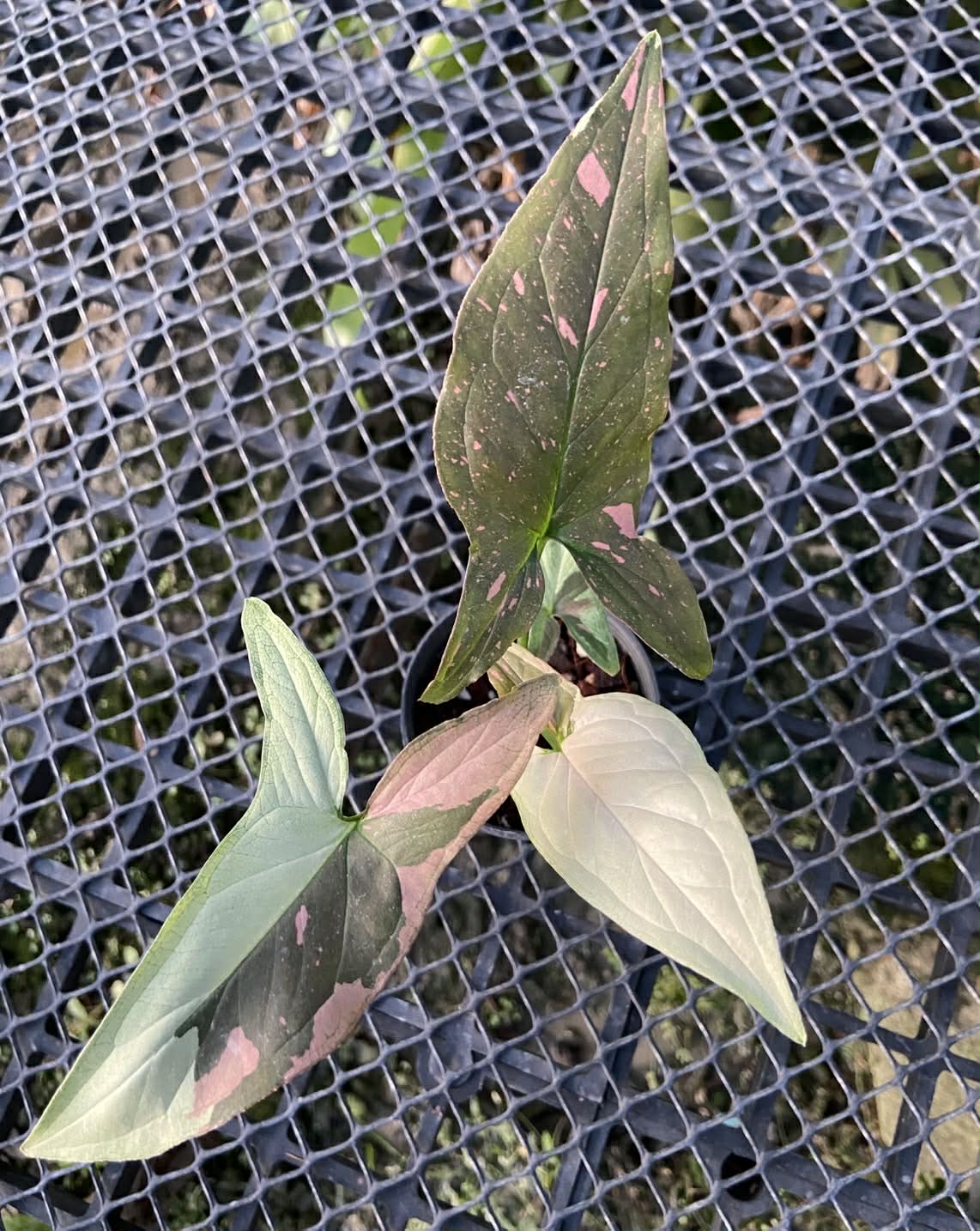 Syngonium Tricolor chocolate-Set of 10 plants