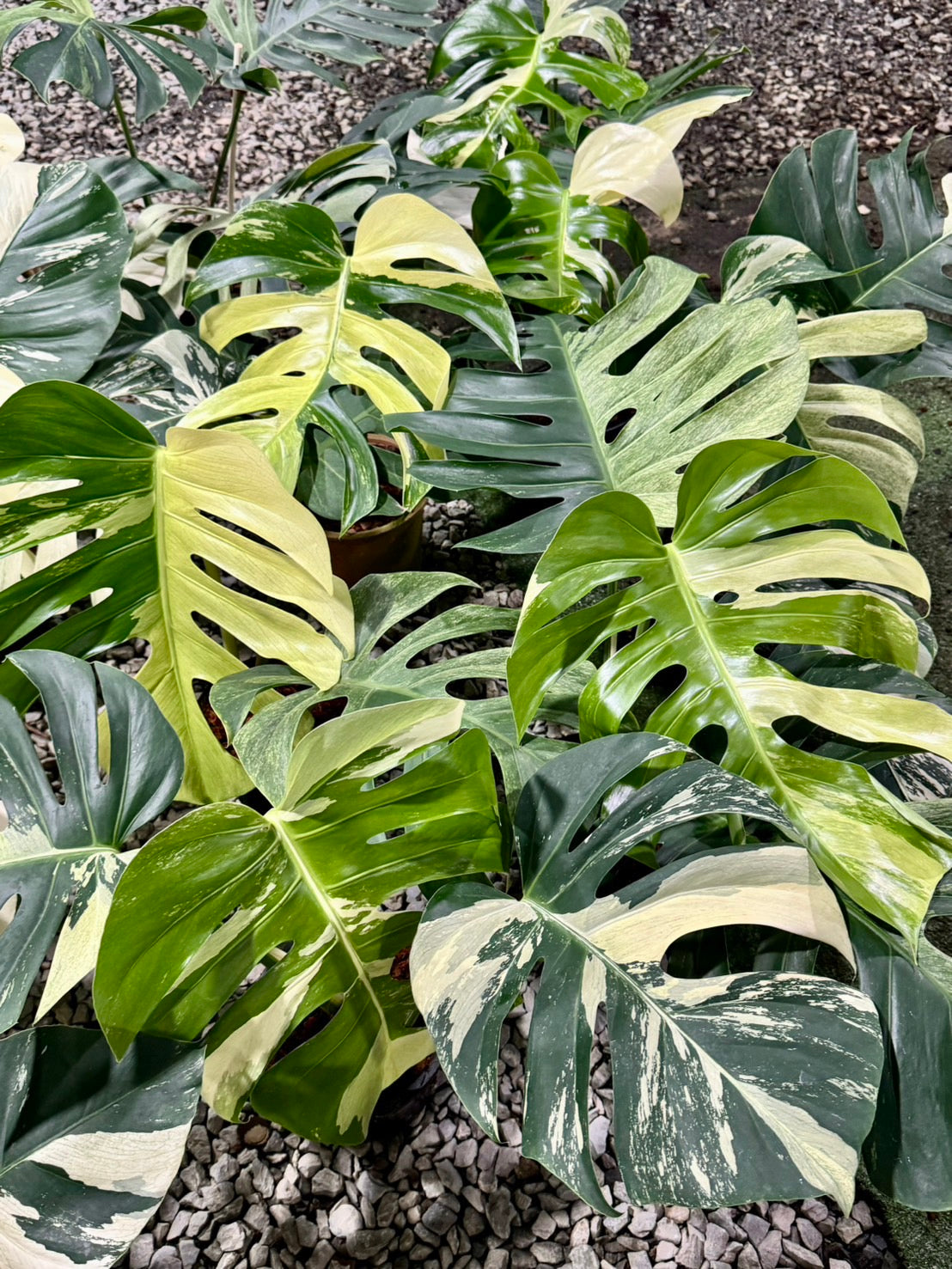 Monstera Borsigiana Mint NOID - Wholesale of 5 Plants