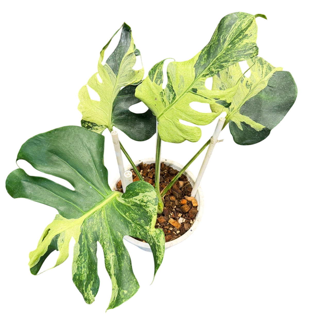 Monstera deliciosa ocean lava