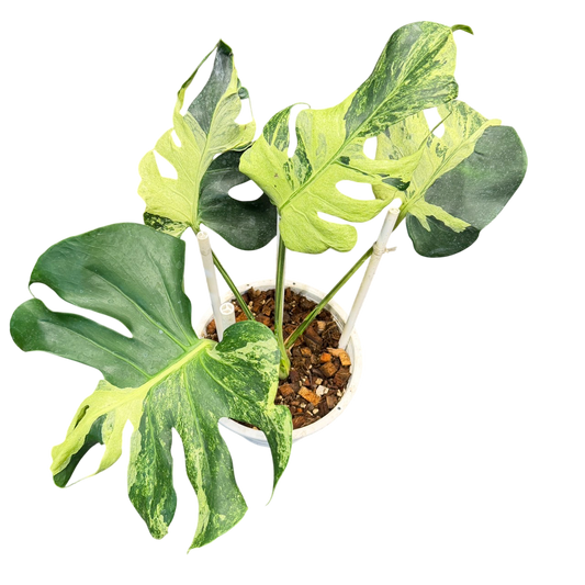 Monstera deliciosa ocean lava