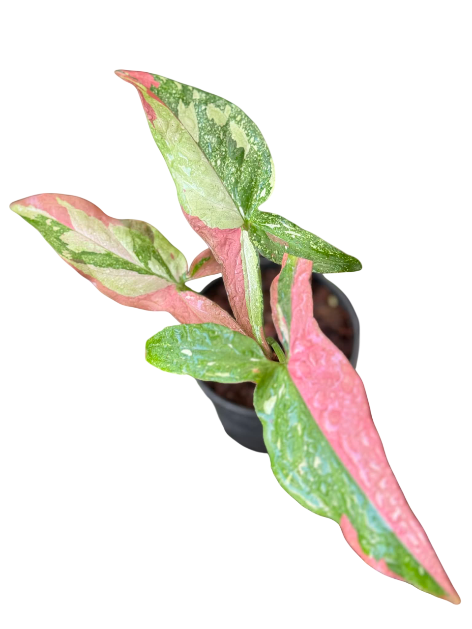Syngonium Pink marble gems -Set of 10 plants