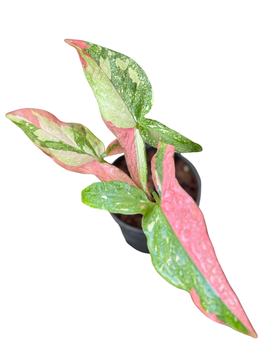 Syngonium Pink marble gems -Set of 10 plants