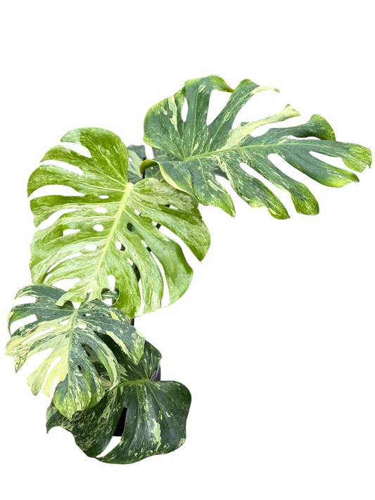 Monstera Deliciosa Ocean Mint