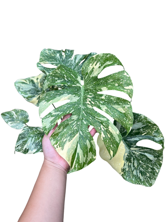 Monstera Deliciosa “White Snow”