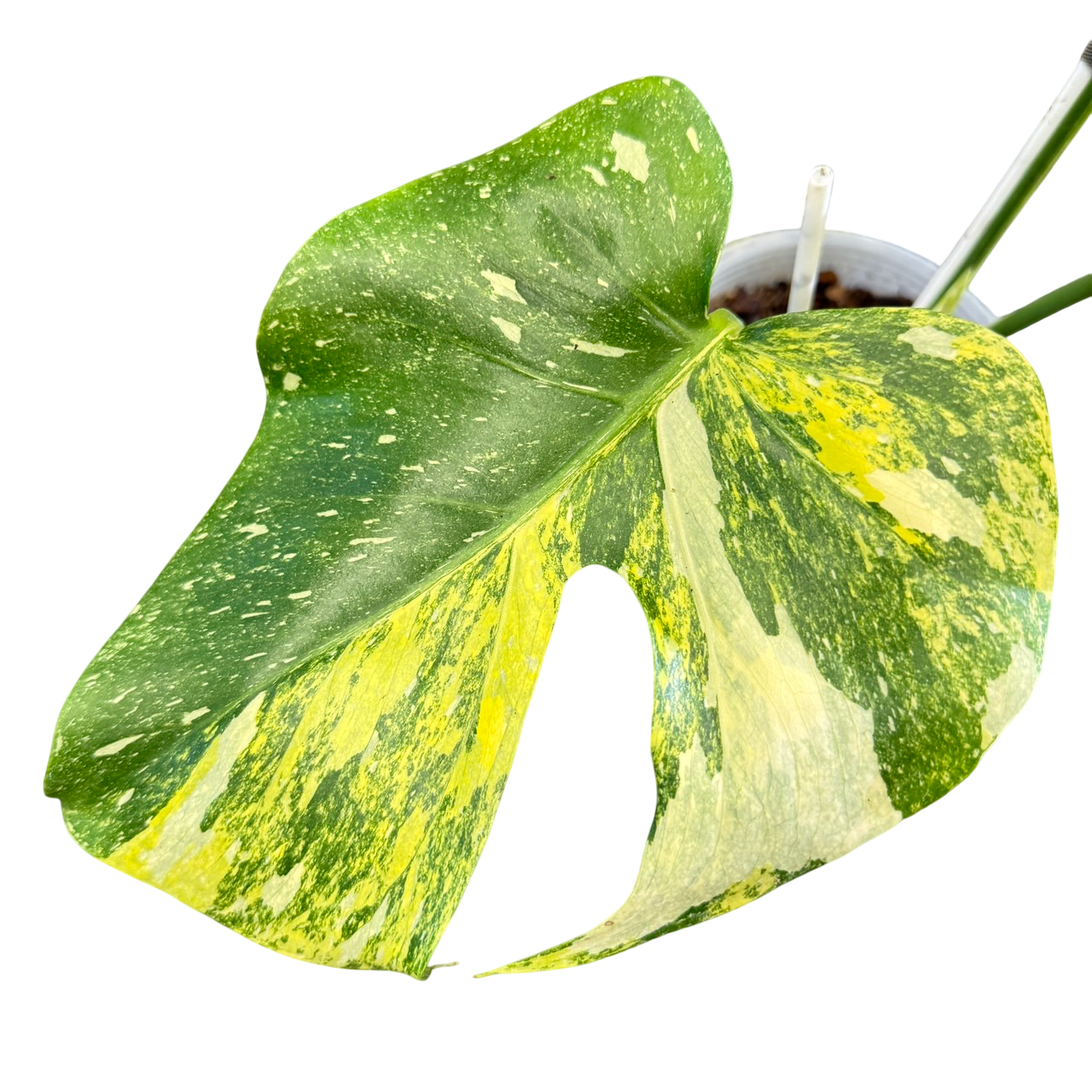tricolor monstera Monstera deliciosa miracle tricolor (Rare plants & beautiful plants) – Lucky Plants Thailand