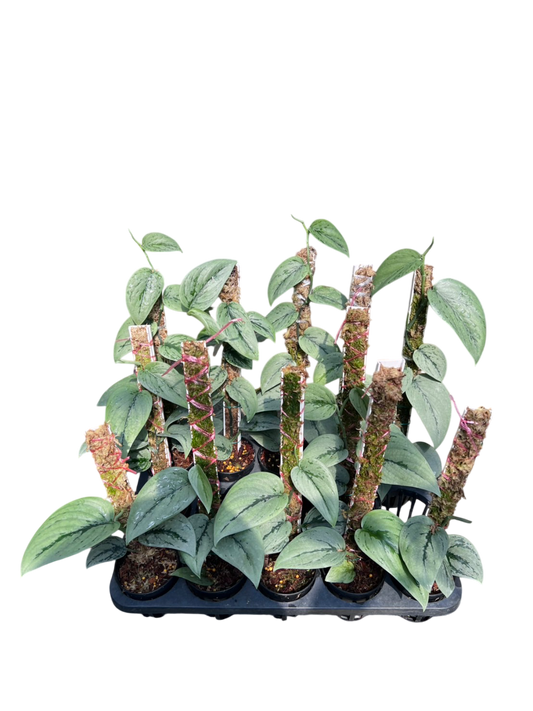 Scindapsus silver army -Set of 10 plants