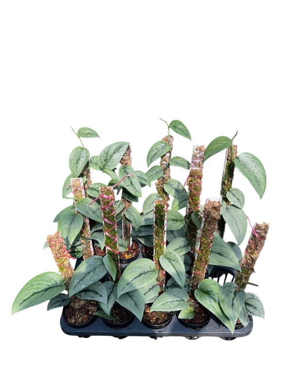 Scindapsus silver army -Set of 10 plants – Lucky Plants Thailand