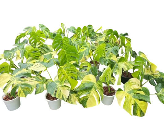 Monstera Aurea Borsigiana Variegated (3-4Leaves)set of 10 plants