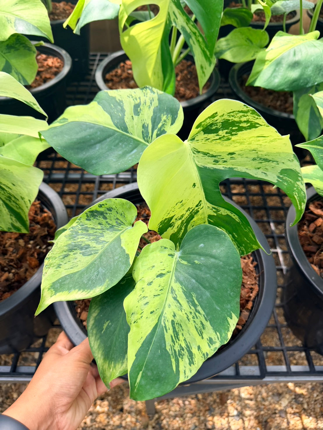 Monstera Deliciosa “Light Lime”