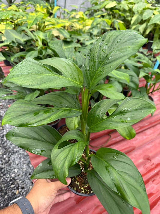 Monstera Madagascar-Set of 5 plants