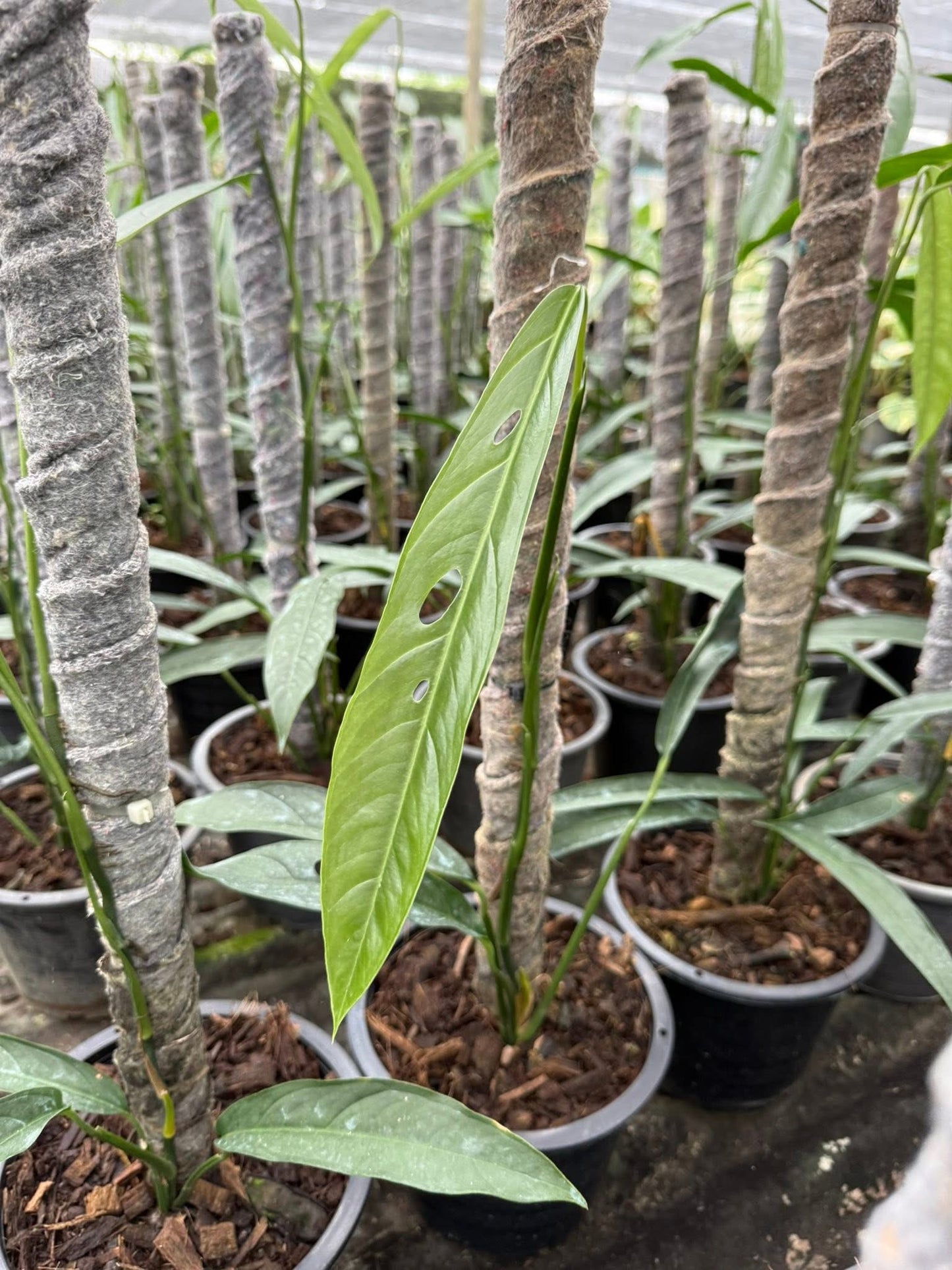 Monstera Obliqua yasuni-Set of 10 plants