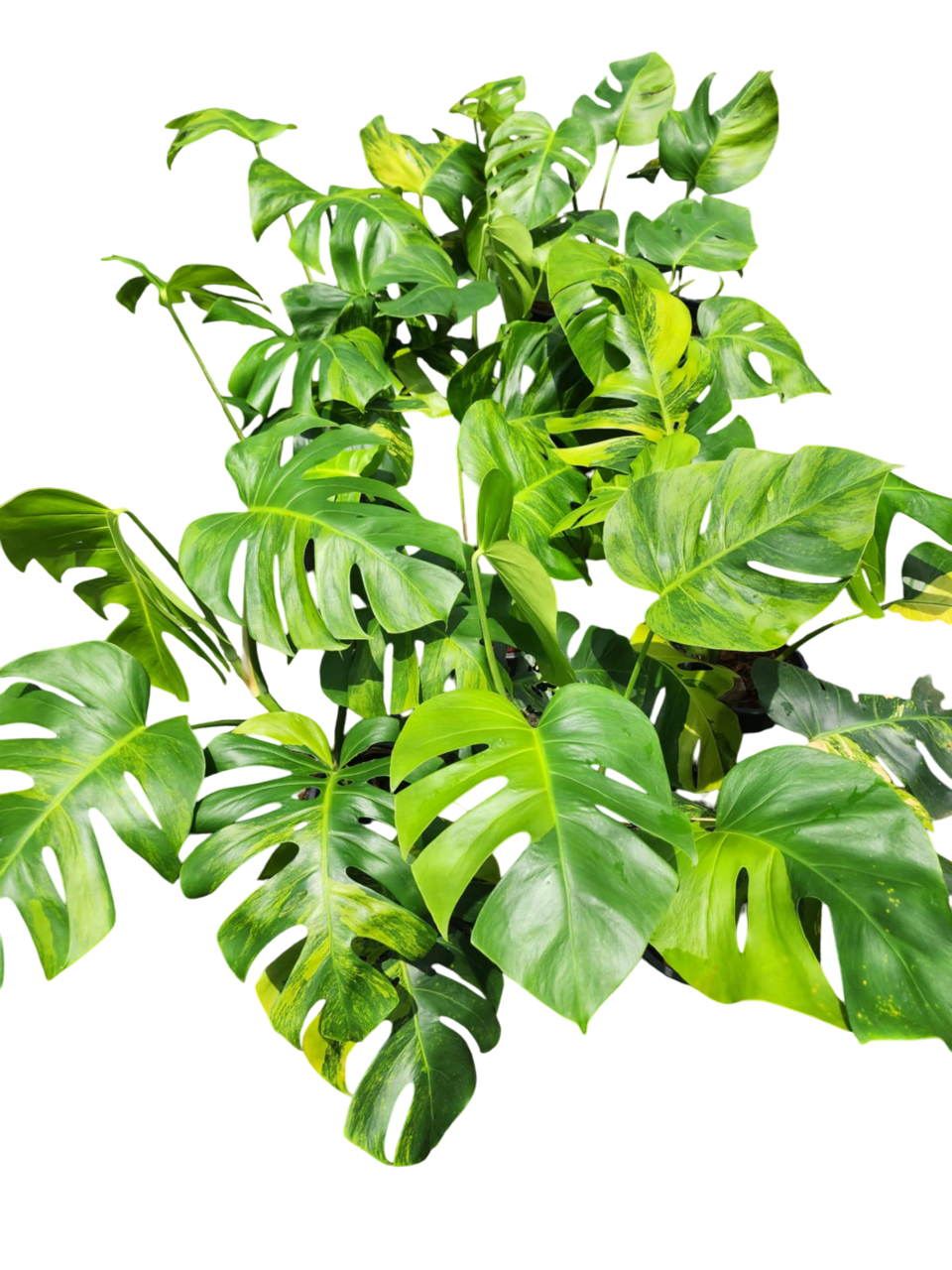 Monstera borsigiana Green on Green Set 5 of plants.[big size