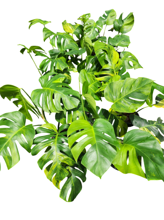 Monstera borsigiana Green on Green Set 5 of plants.[big size]