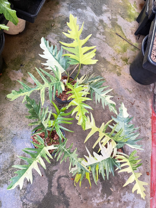Philodendron Florida Beauty x Tortum Variegated (1plant)