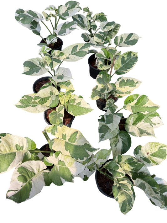 Epipremnum N’joy Big Leaves. Set of 10 plants