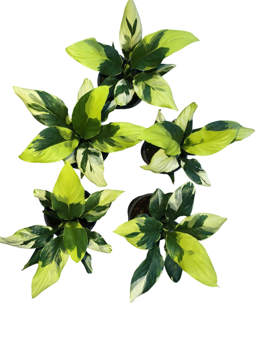 Spathiphyllum Sensation Yellow Variegated – Set of 10 Plants