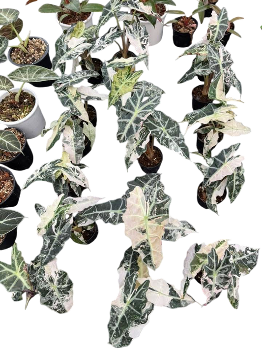 Alocasia Amazonica Albo Variegated Set of 5 plants