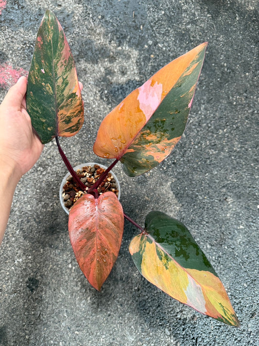 Philodendron pink princess tricolor var.